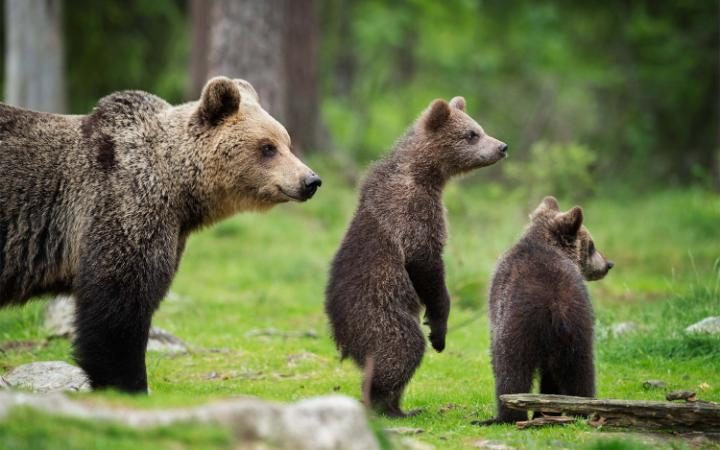 Gia đình gấu trong rừng ở Taiga, Phần Lan. (Nguồn: MediaDrumWorld)