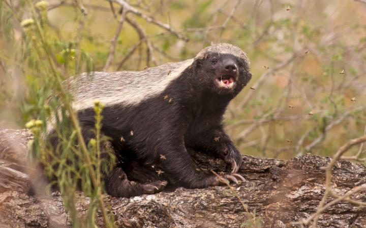 Con lửng lao vào tổ ong ở Vườn quốc gia Kruger, Nam Phi. (Nguồn: Barcroft)