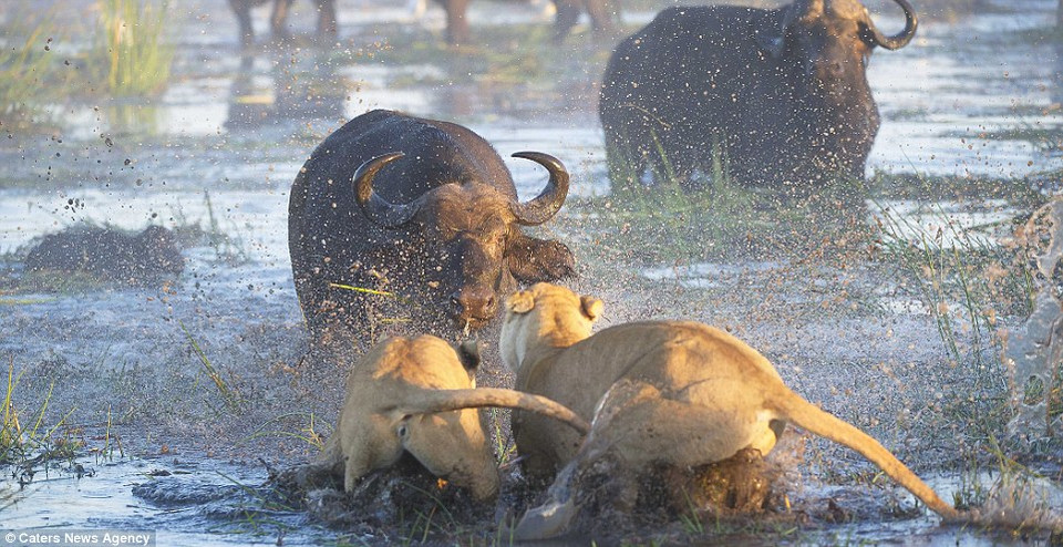 Con trâu cái tỏ ra khá hoảng sợ. (Nguồn: Caters News Agency)