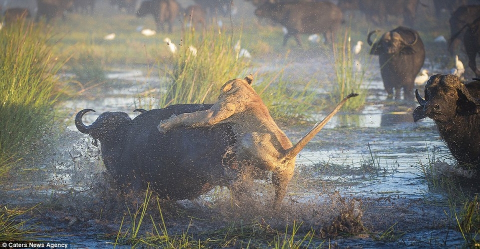 Hai con sư tử bao vây miếng mồi. (Nguồn: Caters News Agency)