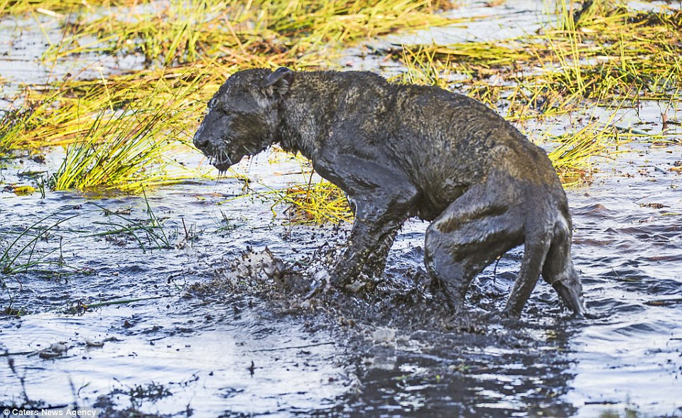 Ông van den Heever cho biết, con sư tử bị húc đã qua đời sau đó 2 ngày. (Nguồn: Caters News Agency)