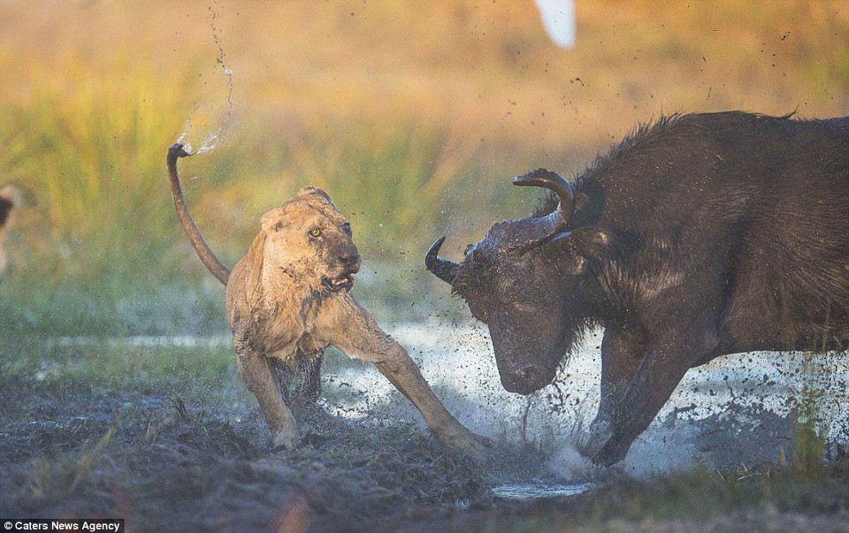 Khi hai chú sư tử chuẩn bị xơi tái con mồi thì một con trâu đực khỏe mạnh lao tới. (Nguồn: Caters News Agency)
