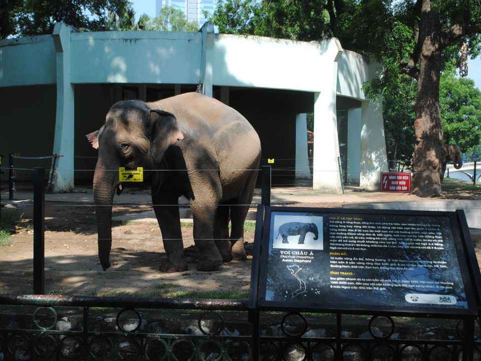  Nhưng cho đến nay, cả ba cá thể voi cái tại Vườn thú đã trải qua nhiều năm tháng bị giới hạn trong những cái xích dài 1 mét được buộc vào phần mắt cá chân. 