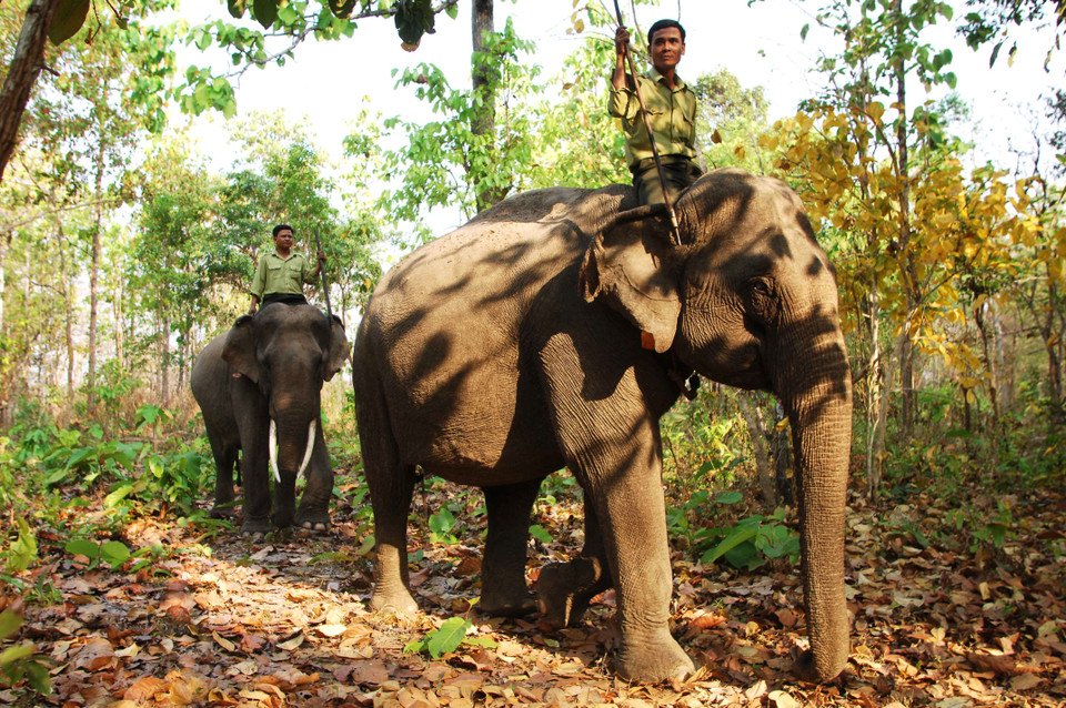 Để bảo tồn và phát triển đàn voi nhà, thì trước hết phải bảo đảm được cho chúng một điều kiện sống tương tự với môi trường hoang dã, cải thiện sức khỏe và chế độ sinh hoạt, ăn uống của voi. (Ảnh: Minh Đức/TTXVN)