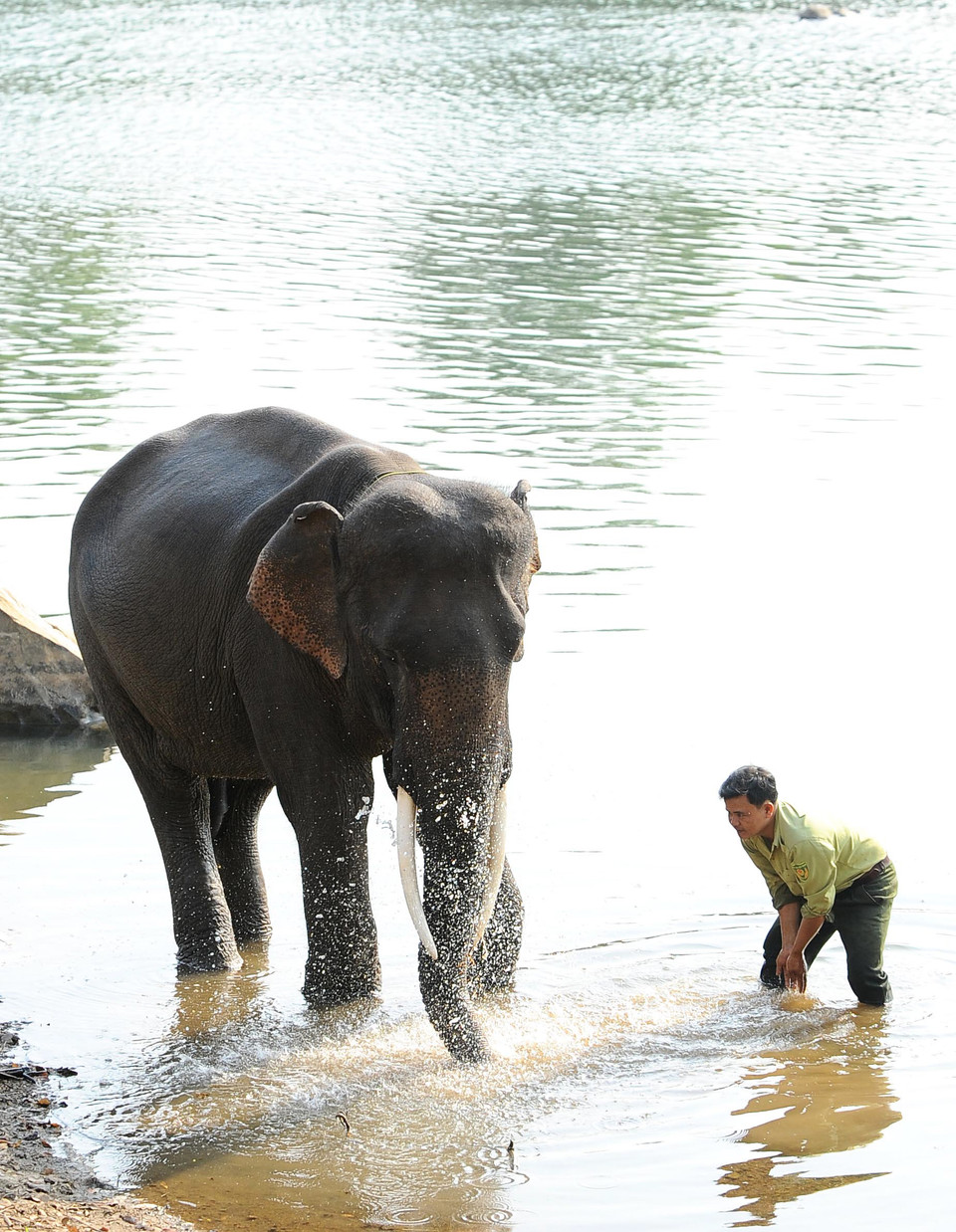 Hình ảnh thân thiết giữa con người với voi trên dòng Sêrêpôk mang đậm giá trị văn hóa truyền thống của vùng đất Tây Nguyên đại ngàn. (Ảnh: Minh Đức/TTXVN)