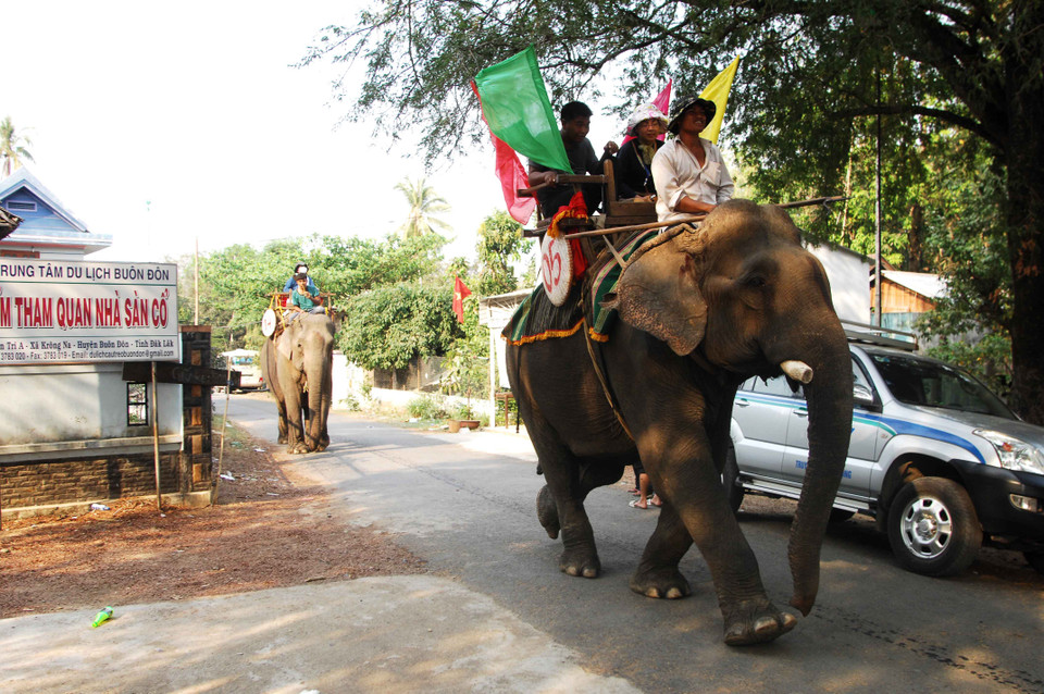 Voi ở Buôn Đôn bị khai thác du lịch hàng ngày đến kiệt sức. (Ảnh: Minh Đức/TTXVN)