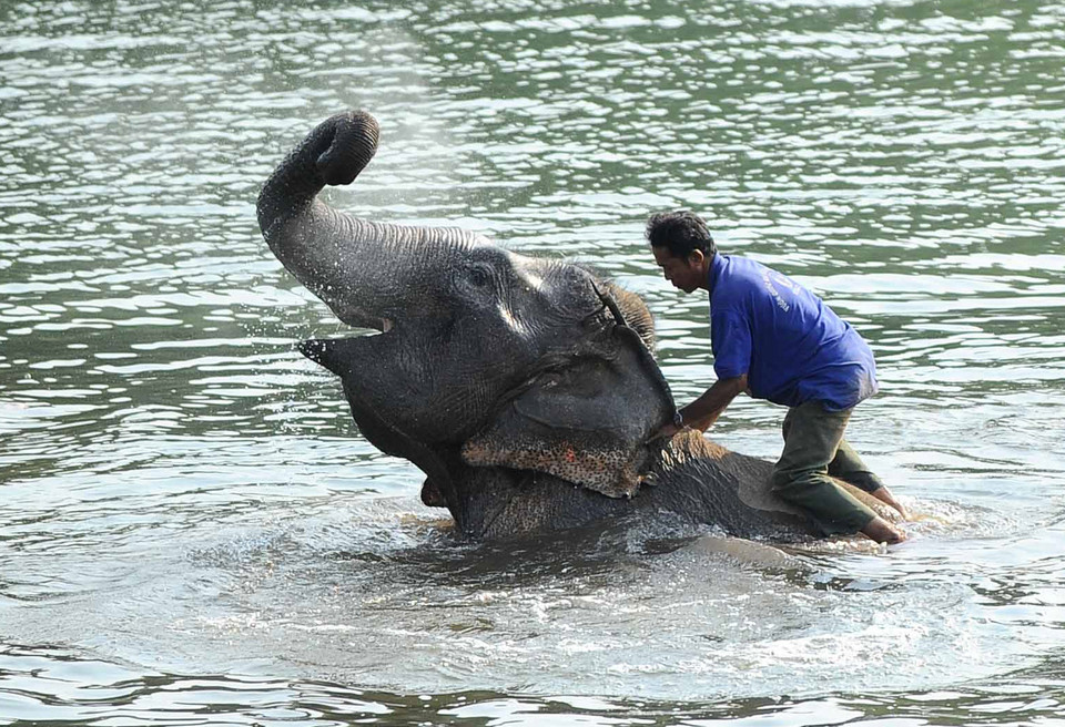 Hình ảnh thân thiết giữa con người với voi trên dòng Sêrêpôk mang đậm giá trị văn hóa truyền thống của vùng đất Tây Nguyên đại ngàn. (Ảnh: Minh Đức/TTXVN)