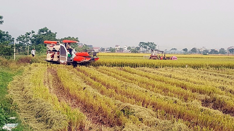 Máy gặt xuống đồng thu hoạch lúa tại xã Tân Phong, huyện Bình Xuyên, tỉnh Vĩnh Phúc. (Ảnh: Nguyễn Trọng Lịch/TTXVN)