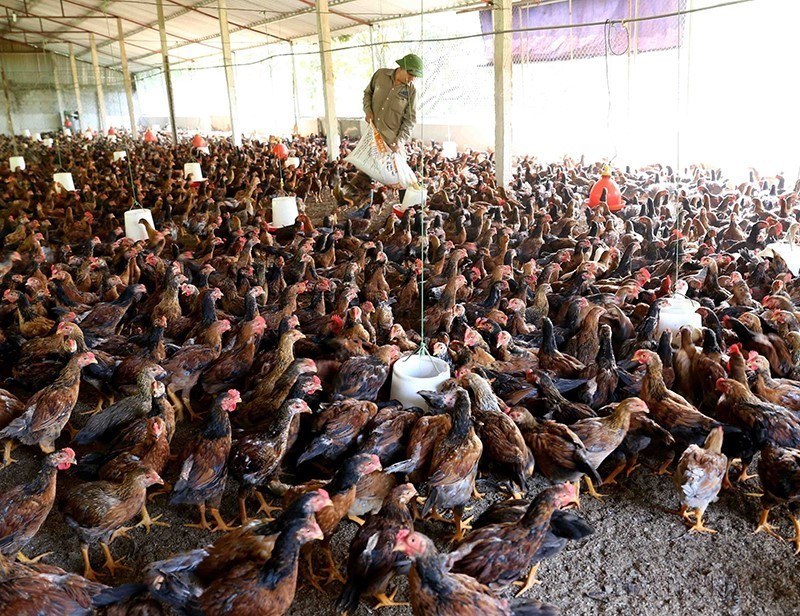 Vĩnh Phúc đã hình thành các vùng sản xuất chăn nuôi tập trung với các giống gia cầm chuyên thịt và chuyên trứng chất lượng cao; sản xuất theo hướng hàng hóa tập trung quy mô lớn, đảm bảo an toàn thực phẩm, nâng cao giá trị gia tăng, phát triển bền vững và bảo vệ môi trường tại các huyện Tam Dương, Tam Đảo. (Ảnh: Vũ Sinh/TTXVN)