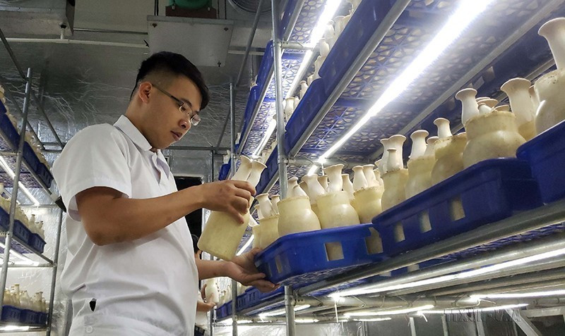 Công ty TNHH Đầu tư sản xuất và Phát triển nông nghiệp VinEco Tam Đảo, thị trấn Gia Khánh, huyện Bình Xuyên (Vĩnh Phúc) sử dụng công nghệ cao của Israel trồng các loại rau bằng hệ thống thủy canh màng mỏng dinh dưỡng (NFT) trong nhà kính, nhờ vậy các sản phẩm rau, củ, quả của công ty đều đạt chất lượng theo tiêu chuẩn VietGap và Global Gap. (Ảnh: Hoàng Hùng/TTXVN)