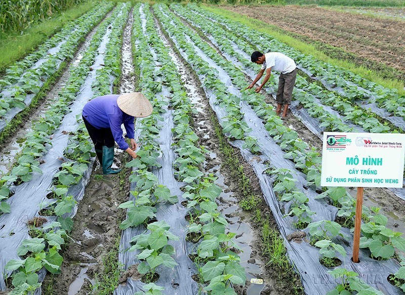 HTX dịch vụ nông nghiệp nông sản An Hòa, xã An Hòa, huyện Tam Dương, tỉnh Vĩnh Phúc được Trung tâm Khuyến nông tỉnh hỗ trợ kỹ thuật mới trong sản xuất rau, phát huy hiệu quả cao. (Ảnh: Vũ Sinh/TTXVN)