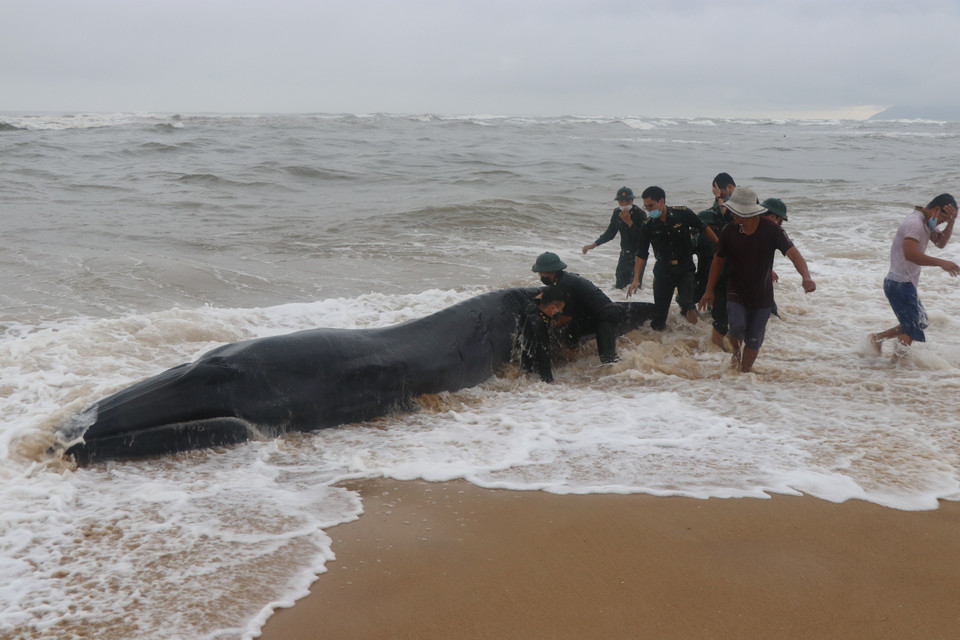 Lực lượng chức năng giải cứu cá voi mắc cạn vào bờ ở cửa biển Tư Hiền. (Ảnh: Đỗ Trưởng/TTXVN)