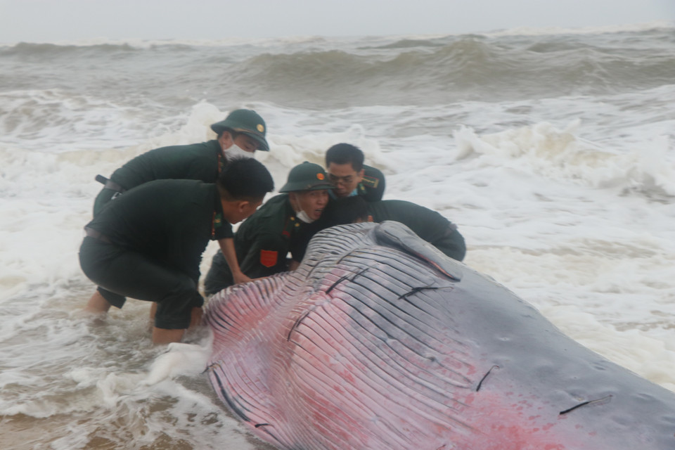 Theo người dân địa phương, đây là lần đầu tiên ở khu vực này có hiện tượng cá voi xuất hiện và bị mắc cạn vào bờ. (Ảnh: Đỗ Trưởng/TTXVN)