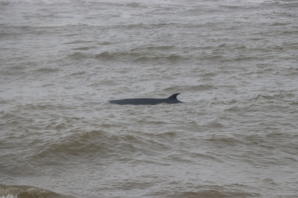 Con cá voi có trọng lượng khoảng 3 tấn, dài 10m. (Ảnh: Đỗ Trưởng/TTXVN)