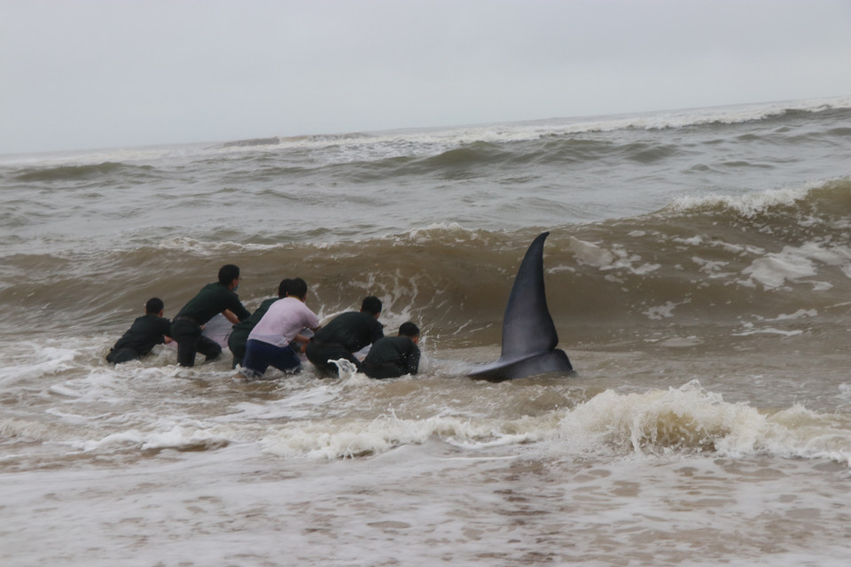 Ngay sau đó, cán bộ, chiến sỹ biên phòng và người dân địa phương đã nỗ lực giải cứu cá voi để đưa về biển. (Ảnh: Đỗ Trưởng/TTXVN)
