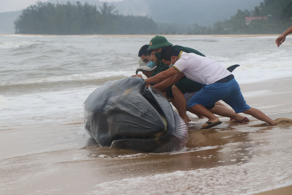 Theo người dân địa phương, đây là lần đầu tiên ở khu vực này có hiện tượng cá voi xuất hiện và bị mắc cạn vào bờ. (Ảnh: Đỗ Trưởng/TTXVN)