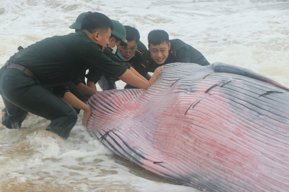  Hàng chục cán bộ, chiến sỹ Đồn Biên phòng Vinh Hiền và người dân địa phương đã tham gia đẩy cá ra lại ngoài khơi. (Ảnh: Đỗ Trưởng/TTXVN)