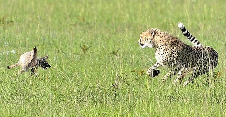 Tuy nhiên điều bất ngờ đã xảy ra khi con cáo tai dơi quyết định quay lại tấn công kẻ thù. (Nguồn: Caters News Agency)