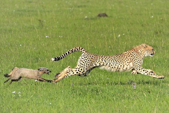 Con báo đốm đã nhận được một bài học nhớ đời. (Nguồn: Caters News Agency)