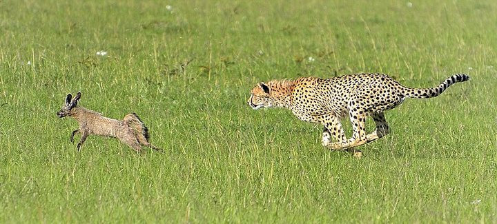 Nhận thấy nguy hiểm, cáo tai dơi tăng tốc bỏ chạy. (Nguồn: Caters News Agency)