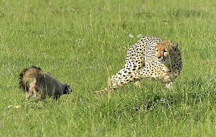 Chú báo đốm giật mình sợ hãi và quay đầu bỏ chạy. (Nguồn: Caters News Agency)