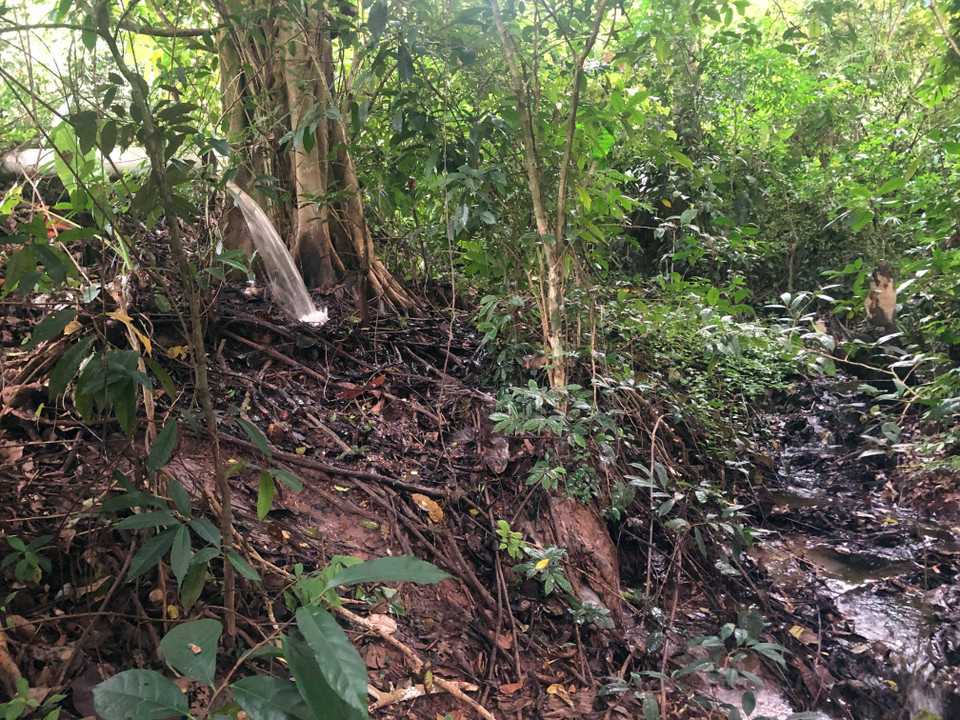 Nguồn nước từ một ao chứa nước của Công ty trách nhiệm hữu hạn chăn nuôi Chiềng Hặc chảy ra khu vực dòng suối Sập. (Ảnh: Hữu Quyết/TTXVN)