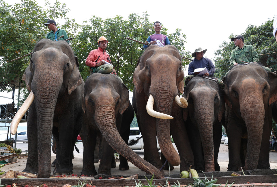 Thời gian qua, số lượng voi nuôi ở Đắk Lắk sụt giảm mạnh, từ khoảng 502 cá thể vào đầu những năm 1980 xuống còn 36 cá thể vào năm 2023. (Ảnh: Tuấn Anh/TTXVN)