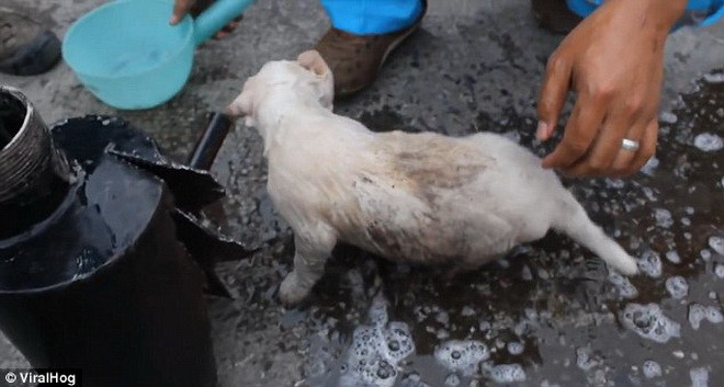 Chú chó thoải mái sau khi được giải cứu. (Nguồn: Daily Mail)