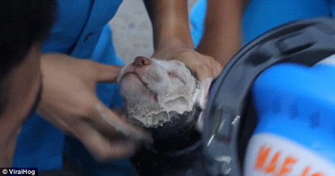 Họ cũng phải sử dụng xà phòng để giúp con chó dễ dàng luồn đầu ra khỏi ống xả. (Nguồn: Daily Mail)