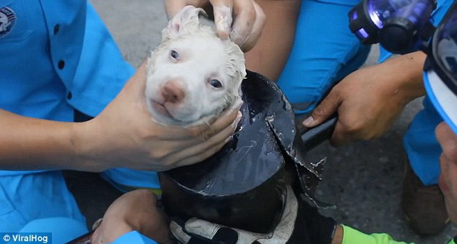 Đội cứu hộ đã phải sử dụng các thiết bị chuyên dụng để cắt ống xả. (Nguồn: Daily Mail)