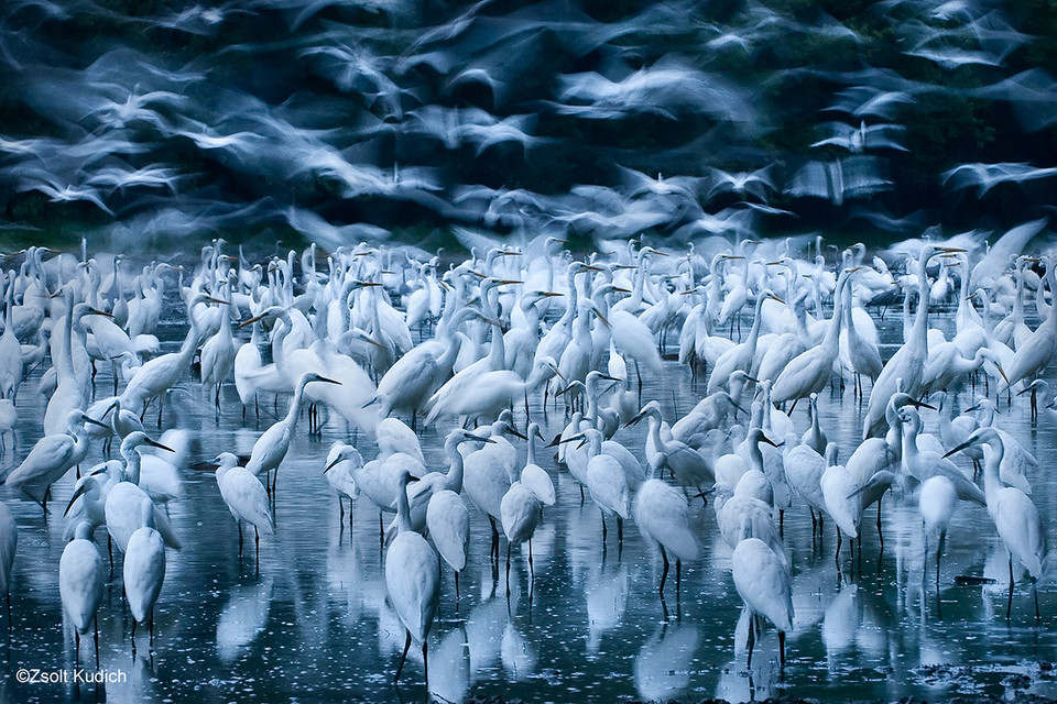 Những con cò ở sông Danube, Hungary. Tác phẩm của nhiếp ảnh gia Zsolt Kudich