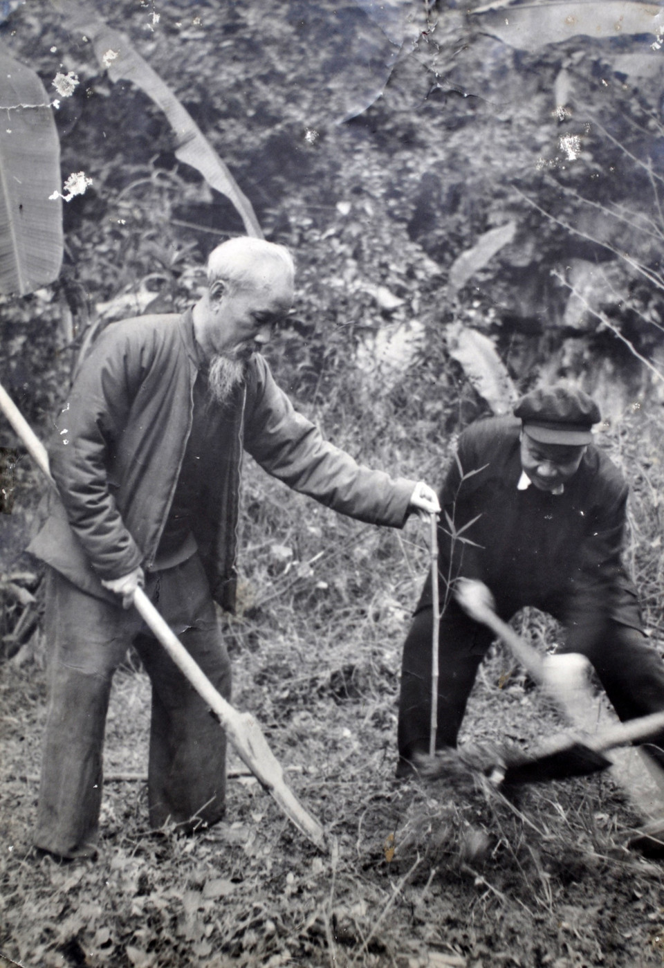 Bác Hồ yêu lao động, hết sức giản dị và tiết kiệm. Ít có vị lãnh tụ nào mà hình ảnh đọng lại trong tâm trí người dân lại gần gũi, bình dị đến thế. Trong ảnh: Bác Hồ trồng khóm trúc tại đầu nguồn Pác Bó trong chuyến về thăm Cao Bằng(20/2/1961). (Ảnh: Tư liệu TTXVN)