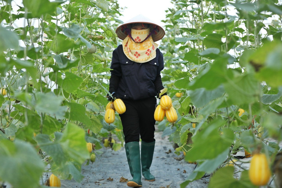 Thu hoạch dưa lê Hàn Quốc trồng trong mô hình nhà màng tại HTX Rau sạch Yên Dũng. (Ảnh: Minh Quyết/TTXVN)