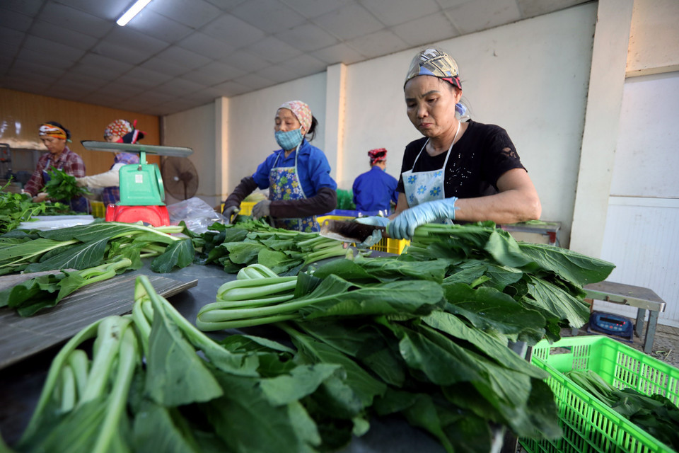 Sơ chế, đóng gói các sản phẩm rau sạch xuất ra thị trường tại HTX Rau sạch Yên Dũng. (Ảnh: Minh Quyết/TTXVN)