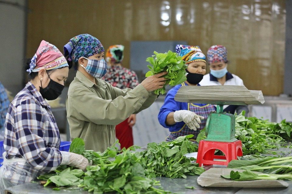 Đóng gói các sản phẩm rau sạch xuất ra thị trường tại HTX Rau sạch Yên Dũng. (Ảnh: Minh Quyết/TTXVN)