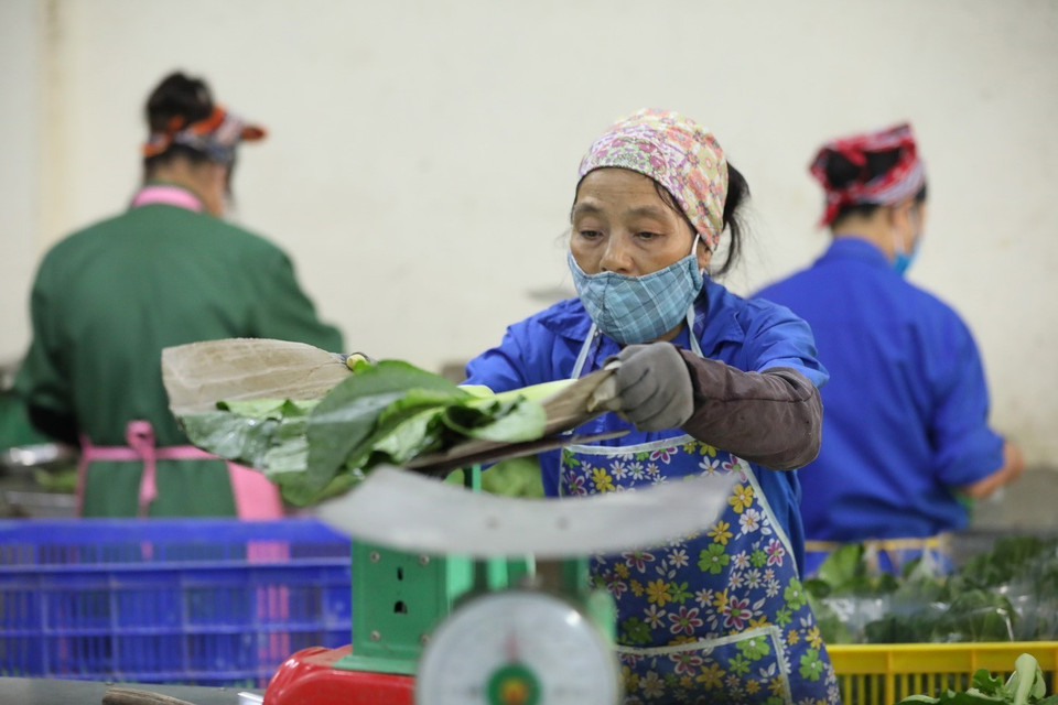 Đóng gói các sản phẩm rau sạch xuất ra thị trường tại HTX Rau sạch Yên Dũng. (Ảnh: Minh Quyết/TTXVN)