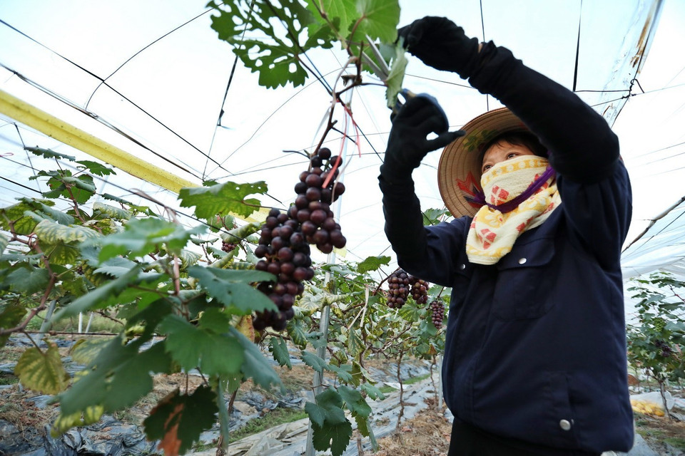 Chăm sóc nho trồng tại HTX Rau sạch Yên Dũng. (Ảnh: Minh Quyết/TTXVN)