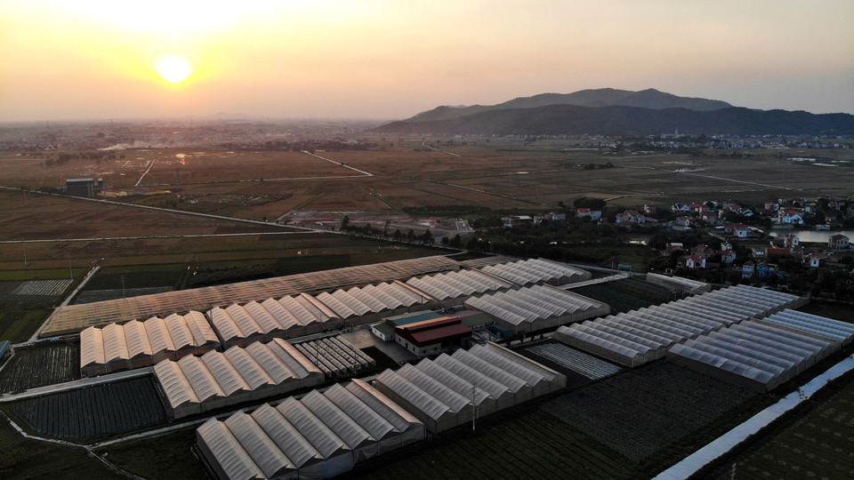 Khu nhà lưới của HTX Rau sạch Yên Dũng, trồng rau, củ, quả… áp dụng công nghệ cao. (Ảnh: Minh Quyết/TTXVN)