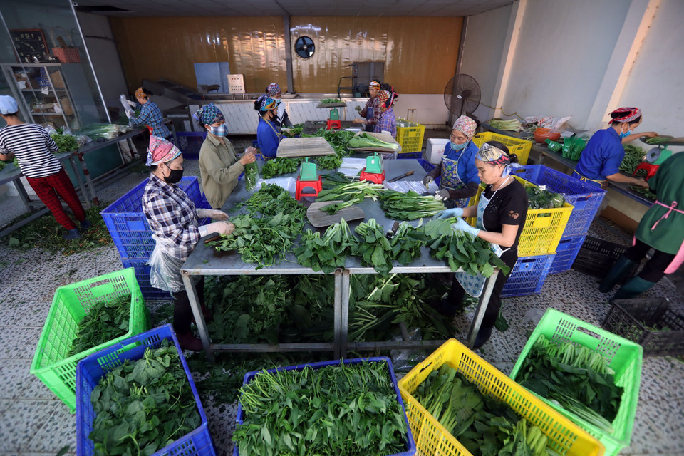 Khu sơ chế, đóng gói các sản phẩm rau sạch xuất ra thị trường tại HTX Rau sạch Yên Dũng. Ảnh: Minh Quyết – TTXVN