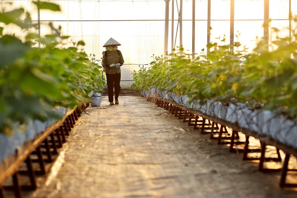 Chăm sóc dưa trồng trong mô hình nhà màng tại HTX Rau sạch Yên Dũng. (Ảnh: Minh Quyết/TTXVN)