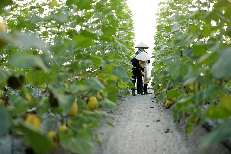 Thu hoạch dưa lê Hàn Quốc trồng trong mô hình nhà màng tại HTX Rau sạch Yên Dũng. (Ảnh: Minh Quyết/TTXVN)