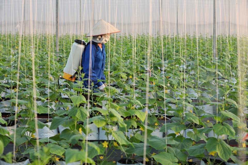 Chăm sóc dưa trồng trong mô hình nhà màng tại HTX Rau sạch Yên Dũng. (Ảnh: Minh Quyết/TTXVN)