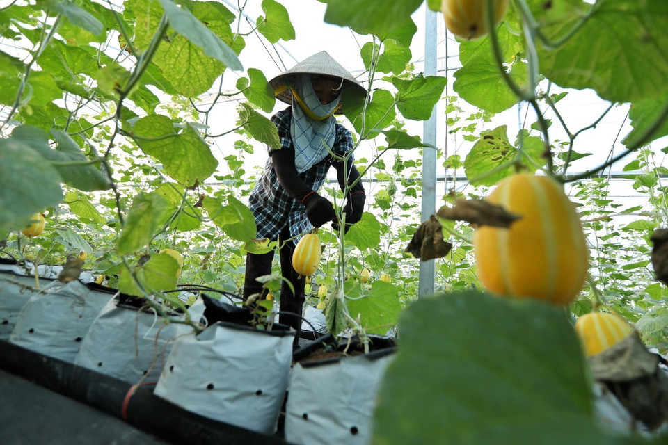 Thu hoạch dưa lê Hàn Quốc trồng trong mô hình nhà màng tại HTX Rau sạch Yên Dũng. (Ảnh: Minh Quyết/TTXVN)