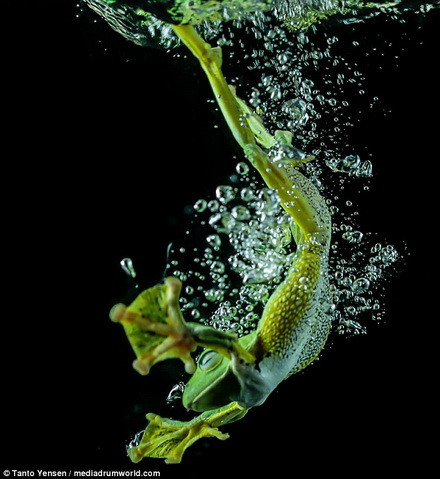 Con ếch thoải mái khi nhảy xuống nước. (Nguồn: Daily Mail)