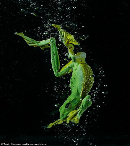 Yensen rất thích chụp ảnh các loài động vật. (Nguồn: Daily Mail)