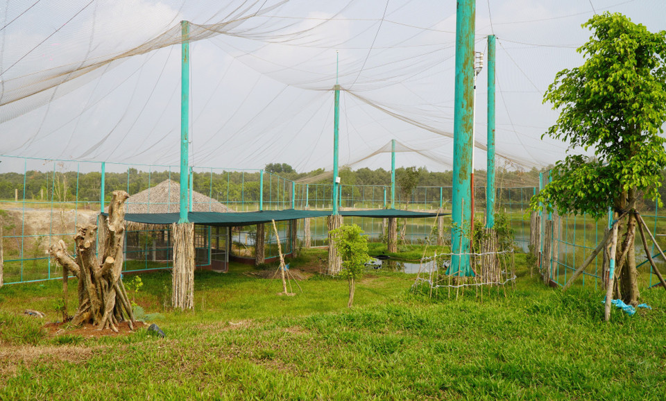 Năm 2021, chỉ có 3 con sếu đầu đỏ về Tràm Chim và từ năm 2022 đến nay, không xuất hiện cá thể sếu nào tại Tràm Chim. (Ảnh: Nhựt An/TTXVN) 