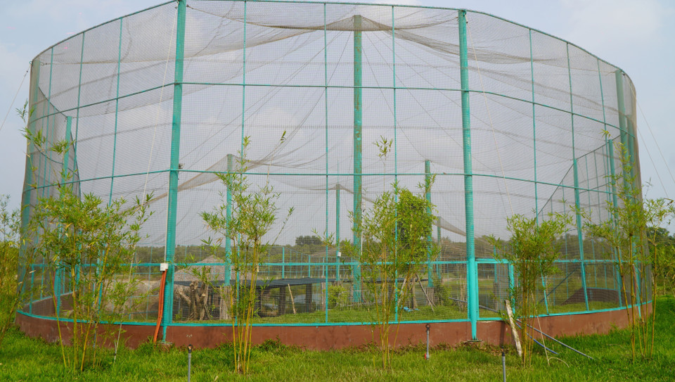 Từ lâu, sếu đầu đỏ là biểu tượng của Vườn quốc gia Tràm Chim (huyện Tam Nông) nói riêng và tỉnh Đồng Tháp nói chung. (Ảnh: Nhựt An/TTXVN)