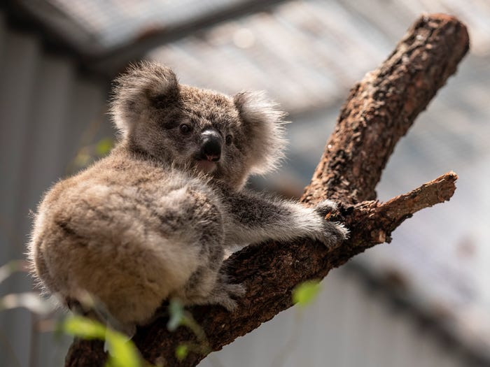 Kaola được đưa trở lại khu vực sinh sống. (Nguồn: Getty Images)