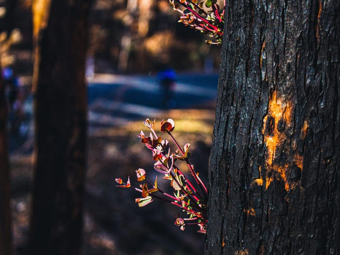 Cây cối nảy mầm sau cháy. (Nguồn: Getty Images)