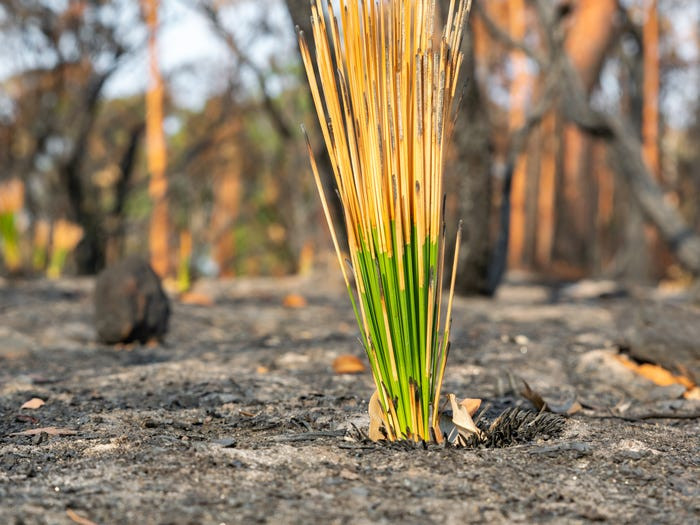 Có những loài cỏ chỉ có tại Australia. (Nguồn: Getty Images)